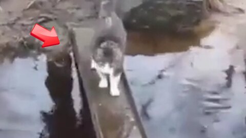 A novel way to water-phobic cats