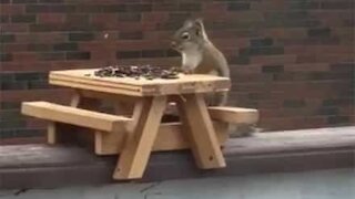 Esquilo ensina como ter boas maneiras na hora da refeição