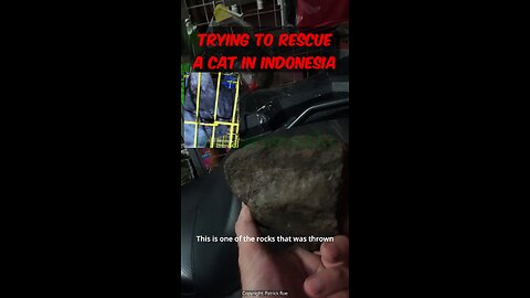 Rescuing a cat - verbal abuse and rocks being thrown now #straycatrescue #Indonesia