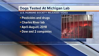 Dogs tested at Michigan lab, according to U.S. Humane Society