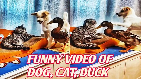 Funny video of dog,cat and duck🤣 Pets videos 😄 Funny animals video 2024🥱🥱