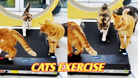 Cats Exercise 🏋️‍♀️🏋️‍♀️ Cats & Kitten 🐱 New Funny Cats videos 2024 🐱 Pets & Animals🐱