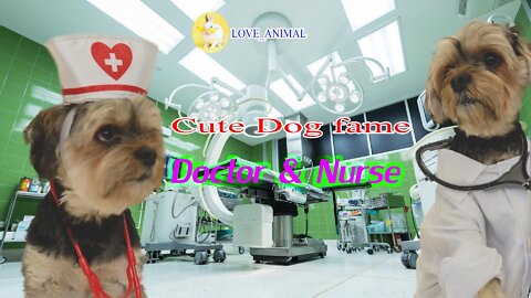 Cute Dog Fame # Cute Animal # Dog Doctor & Nurse # Dog Funny Video