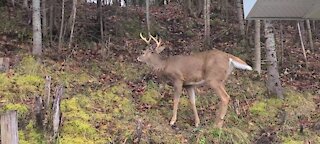 A Family of Deer Cut Through My Yard