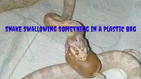 Serpent or snake swallowing something in a plastic bag