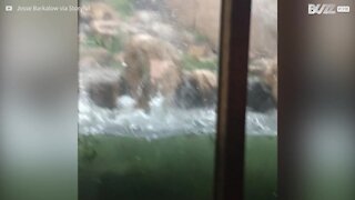 Tempesta di grandine uccide gli animali di uno zoo negli USA