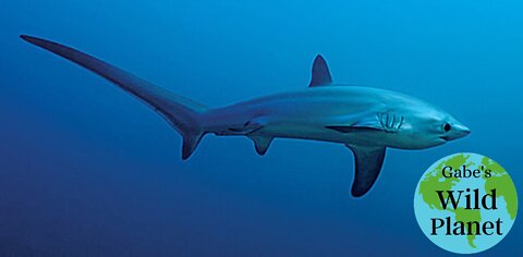 The Common Thresher Shark: Uses its tail like a weapon