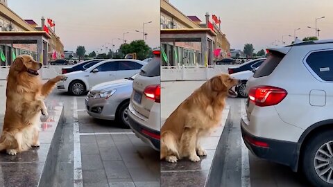 Smart Dog Helps Owner Reverse Into Parking Space