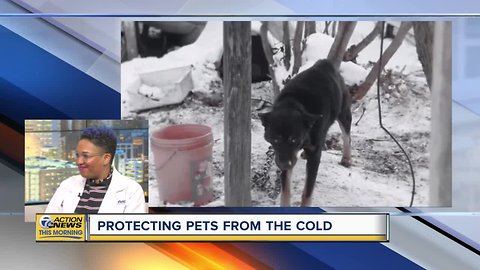 Protecting Pets during the Winter