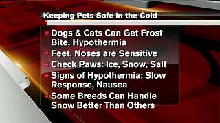 How to keep pets safe in the cold