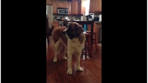 Hungry Saint Bernard Argues With Owner Over Loaf Of Bread