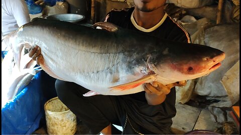 Giant Pangas Fish Cutting By Expert Fish Cutter l Amazing Fish Cutting Skills