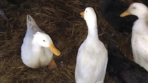 Утки — отличные домашние животные😁🪿|#duck #viral #shorts #short #food #animals #pets #farming #video