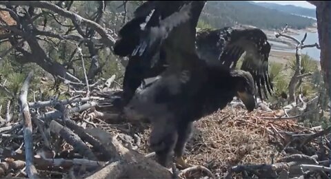 Baby Eagle Grows, Preparing to Fledge