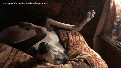 Sleepy Great Dane Falls Asleep Upside Down in Bed