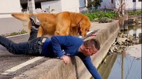 When the owner started cutting the fish, the dog felt pity and started stopping the owner.