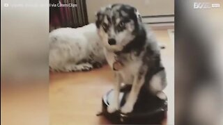 Un chien s'essaie au tour de Roomba