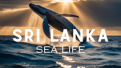 Dive into Sri Lanka: Unveiling the Marine Wildlife Wonders