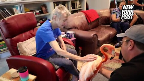 'Flamingo Lady' with terminal cancer gets surprise of a lifetime