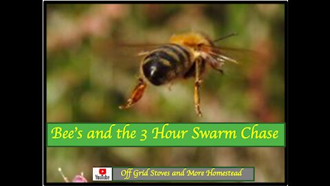 BEE'S AND THE 3 HOUR SWARM CHASE