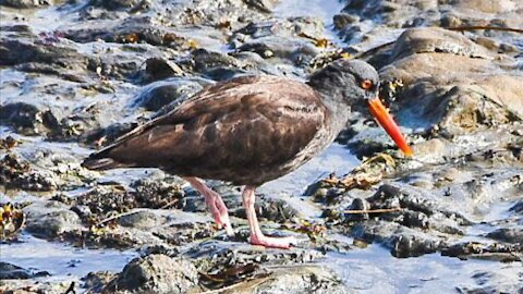 Oystercatchers at Morro Bay