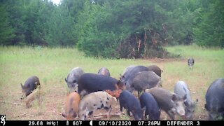 09.10.2020 Smith Ranch Hogs on game cam