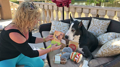 Happy Great Dane Gets Surprise Gift Box from You Tube Fan