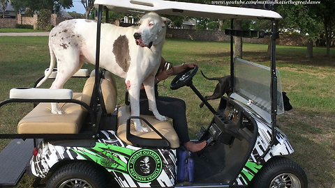 Great Dane jumps on golf cart to escape playful puppy