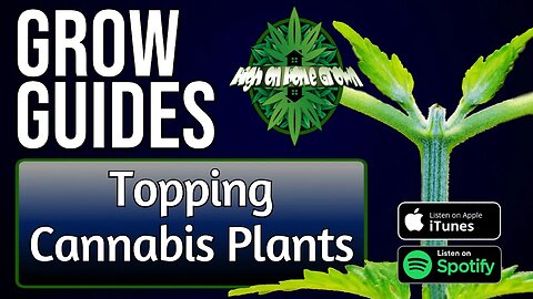 Topping Cannabis Plants | Grow Guides Episode 20