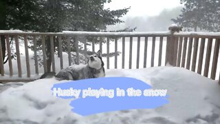 dog seeing snow for the first time