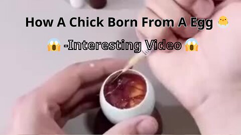 How A Chick Born From A Egg 🐣 - Interesting Video- 😱 😱 😱