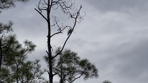 Red Tailed Hawk in Paradise Part 1- 10/25/2021- #4K #FYP #ASMR #HDR #4KVideo #dolbyvision #Hawks #SWFL #fypシ