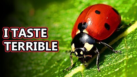 Ladybug facts: aka ladybeetle facts | shoikat180