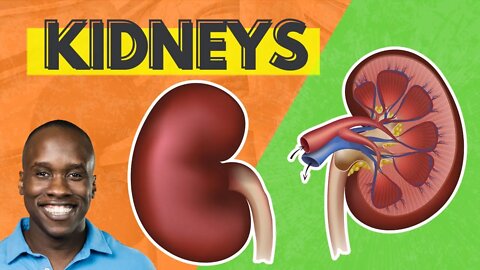 The Human Kidney: Anatomy and Physiology
