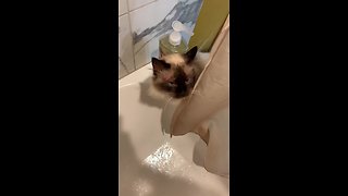 Water-loving cat tries to join owner for shower