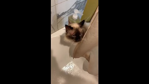 Water-loving cat tries to join owner for shower