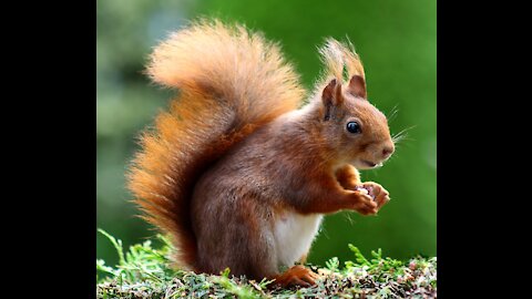 Squirrel - red-haired baby