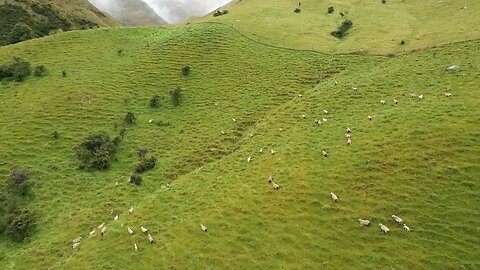 mountain #hill#wildlife #animal