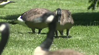 Denver Parks and Rec administrator being threatened over plans to cull goose population