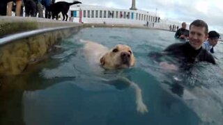Hunder på svømmetur i et offentlig svømmebasseng i England