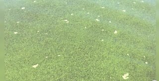 Toxic blue-green algae in Lake Okeechobee