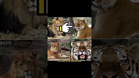 ¿Puede haber un Apareamiento entre Tigre y León?