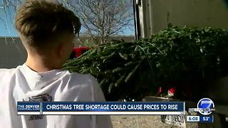 Christmas tree shortage could cause prices to rise