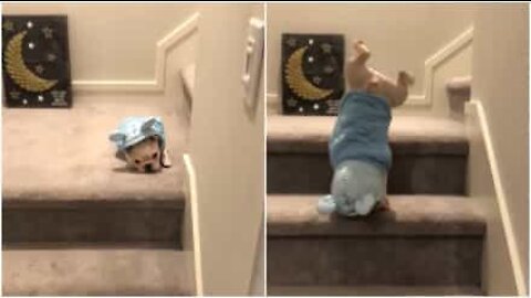 Den franske bulldog-valpen prøver seg på håndstående ned trappa