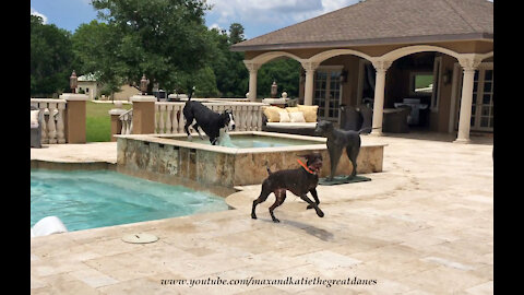 Great Dane and GSP Pointer Have Fun Splashing And Dashing In the Pool