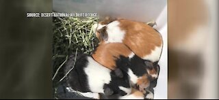 Nevada SPCA celebrating Groundhog Day with fee-waived guinea pig adoptions