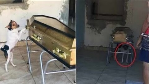 This Loyal Dog Desperately Howled and Scratched at the Coffin of Its Deceased Owner
