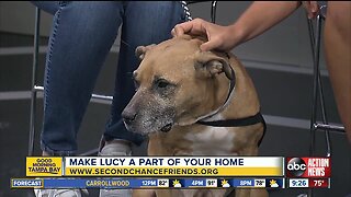 Rescues in Action May 18 | Lucy needs forever companion