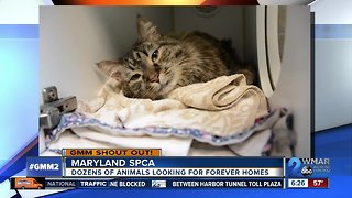Good morning from the Maryland SPCA!