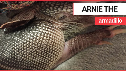 Meet Arnie, the baby armadillo that loves taking baths